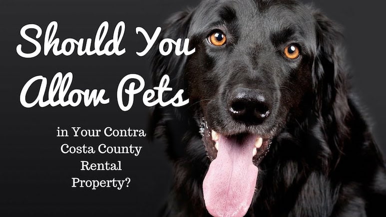Should You Allow Pets in Your Contra Costa County Rental Property?